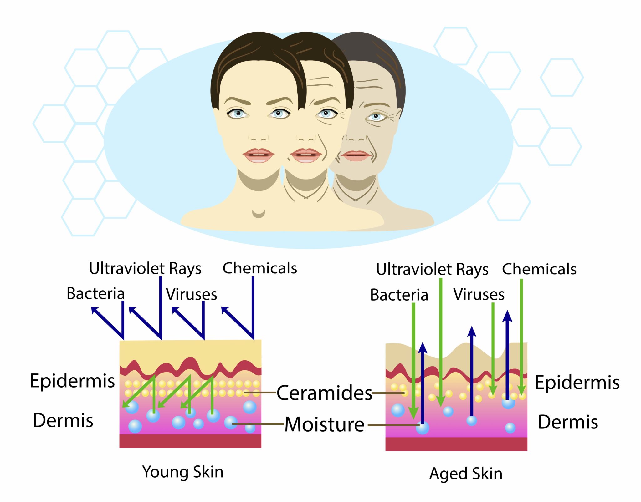 ALL ABOUT CERAMIDE & ITS RELATIONSHIP TO SKINAGING Flora’s Vanity